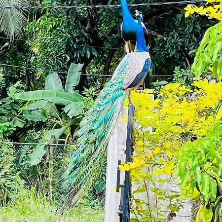Nil Arana Resort Polonnaruwa Dış mekan fotoğraf